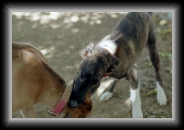 pups * 800 x 533 * (97KB)