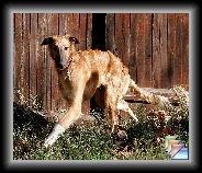 December 2005 * Pictures of Phoenixx Red Gold Barron Dino * (17 Slides)
