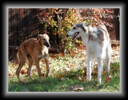 img_9171 * 800 x 604 * (162KB)