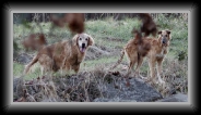 img_9381 * 800 x 413 * (111KB)