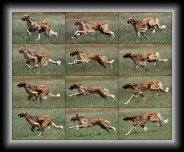 running * 750 x 600 * (329KB)