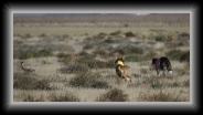 dm_26022 * 800 x 404 * (109KB)