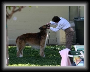 April 2008 * Dino at Borzoi Nationals * (6 Slides)