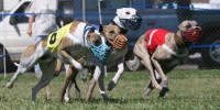 Dog Racing