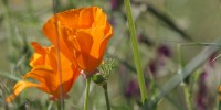 Landscape and Flowers