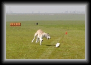 p3120001 * Indy at his first coursing event * Indy at his first coursing event * 1080 x 736 * (97KB)