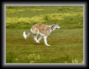 p4090023 * Indy's first pass at the straight lure * Indy's first pass at the straight lure * 600 x 445 * (59KB)