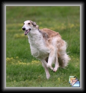 April 2006 * Pictures of Kachina-Valeska Shalako Dancer Indy getting his AKC JC title * (6 Slides)