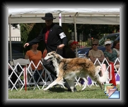 April 2008 * Indy at Borzoi Nationals * (6 Slides)