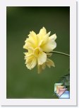 Flower Pictures * (4 Slides)