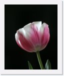 tulips * 654 x 800 * (46KB)