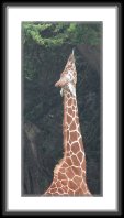 img_4614 * Reticulated Giraffe * 376 x 800 * (85KB)