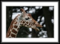 img_4619 * Reticulated Giraffe * 800 x 533 * (77KB)