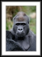 img_4638 * Western Lowland Gorilla * 533 x 800 * (97KB)