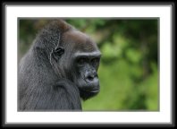 img_4644 * Western Lowland Gorilla * 800 x 533 * (89KB)