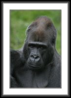 img_4647 * Western Lowland Gorilla * 533 x 800 * (78KB)