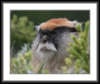 img_4662 * Patas Monkey * 800 x 641 * (112KB)