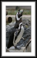 img_4680 * Magellanic Penguin * 444 x 800 * (82KB)