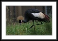 img_4697 * East African Crowned Crane * 800 x 522 * (99KB)