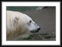 img_4715 * Polar Bear * 800 x 561 * (58KB)