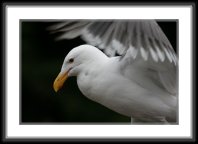 img_4723 * Seagull * 800 x 533 * (47KB)