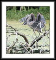 img_4749 * Blue Heron * 731 x 800 * (162KB)