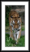img_4796 * Siberian Tiger * 392 x 800 * (88KB)