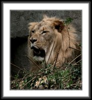 img_4811 * African Lion * 727 x 800 * (158KB)