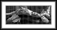 img_4838 * Snow Leopard * 800 x 338 * (56KB)