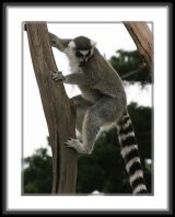 img_4860 * Ring-tailed Lemur * 611 x 800 * (95KB)
