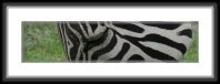 img_4874 * Zebra * 800 x 194 * (45KB)