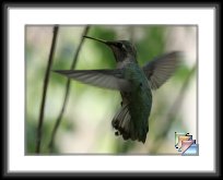 Hummingbird Pictures * (10 Slides)