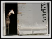 giraffe * 800 x 580 * (78KB)
