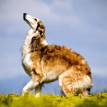 Borzoi.org